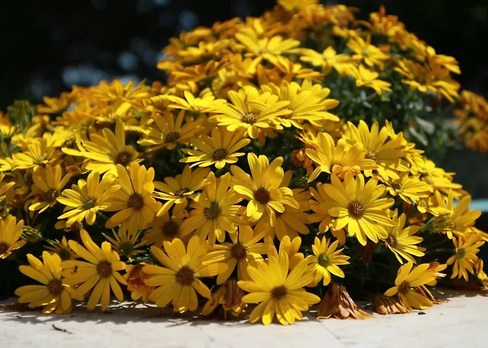 Agriturismo La Dolce Collina * 폴로니카